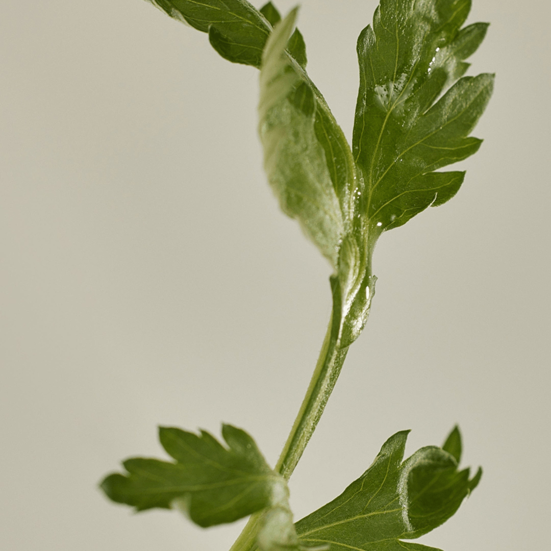 MATTE SUN STICK : Mugwort+Camelia